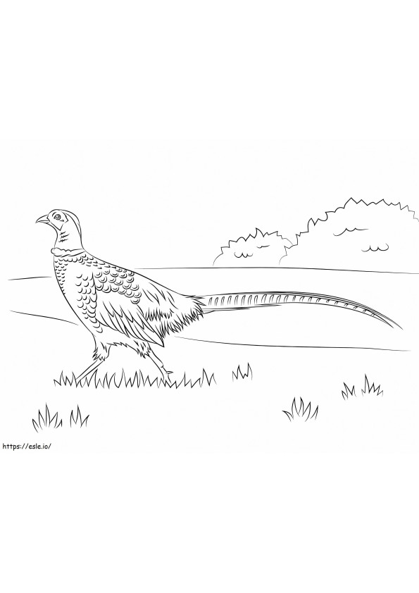 Pheasant On Grass coloring page