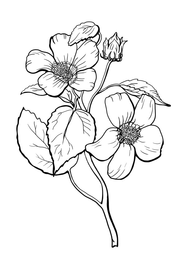 zwart-witte rozen vrij om afbeelding in te kleuren