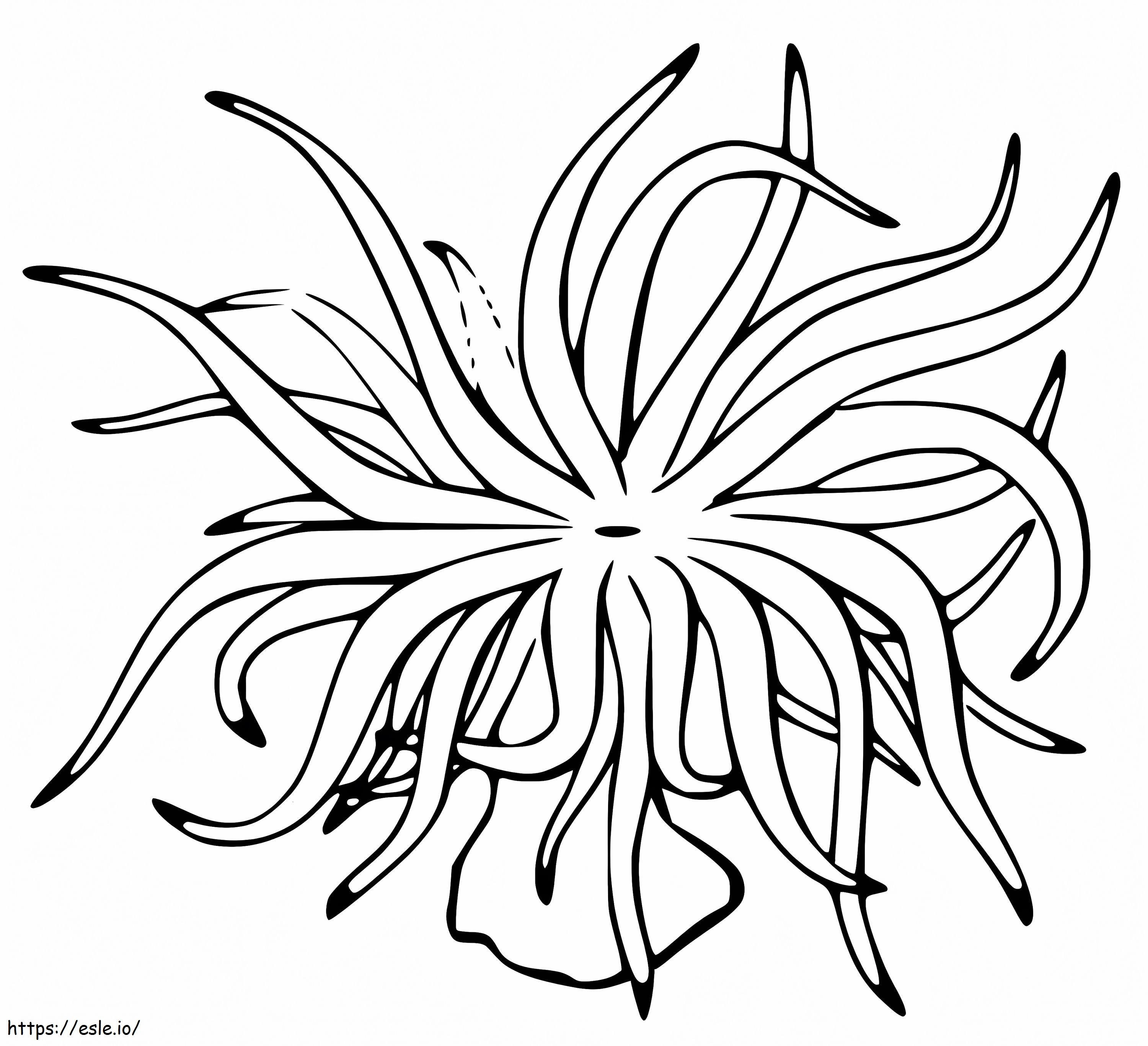 sea anemone coloring pages