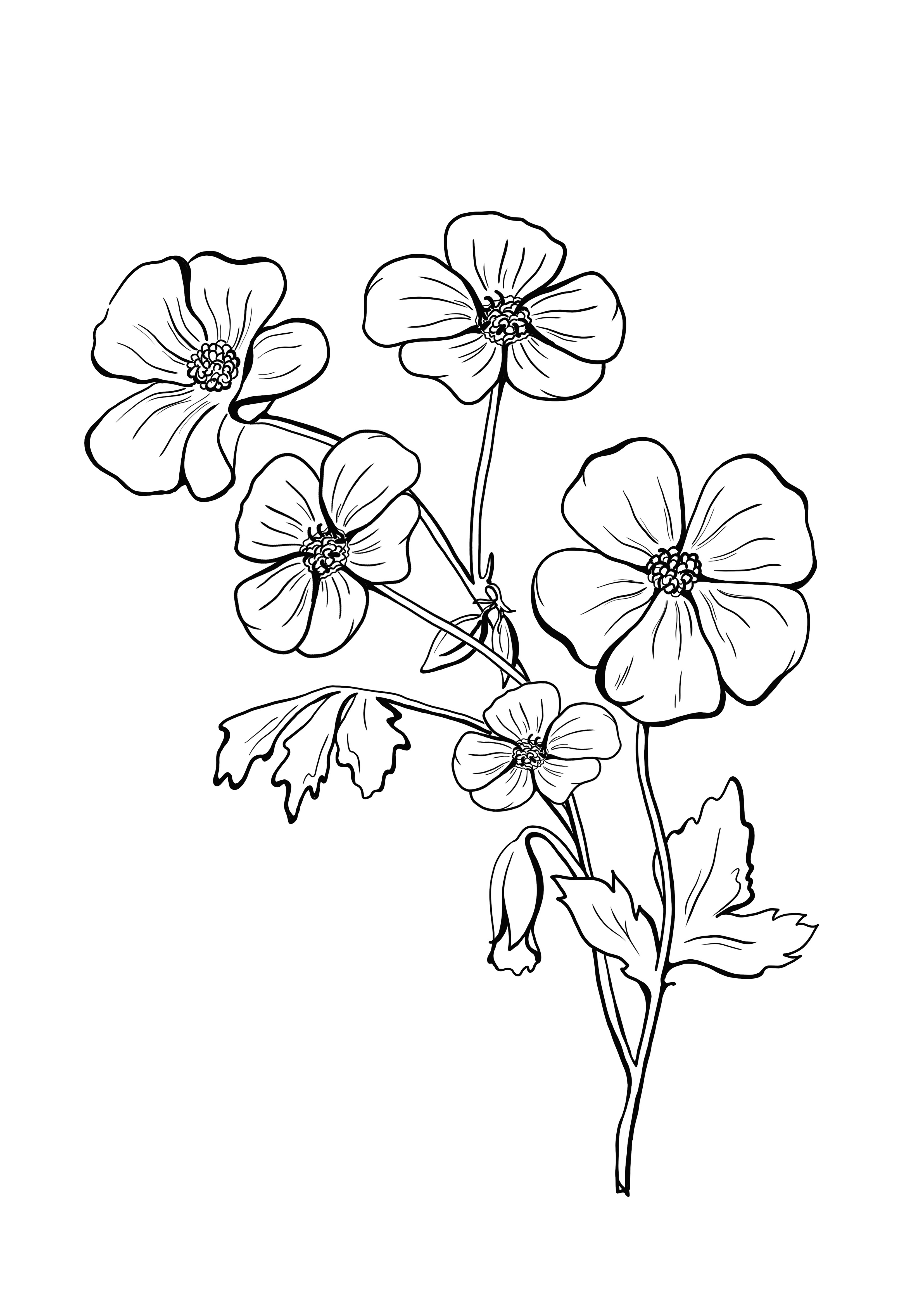 Geranium to color and free printing