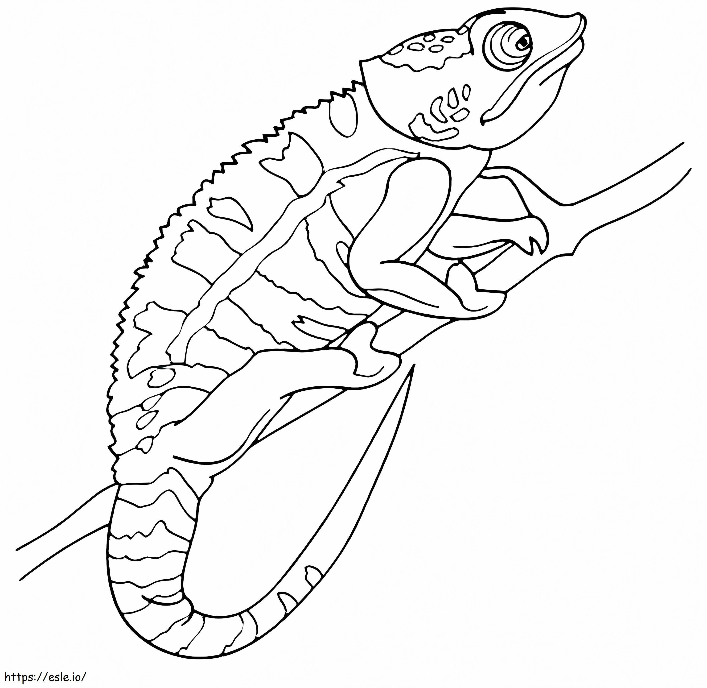 Basic Chameleon coloring page
