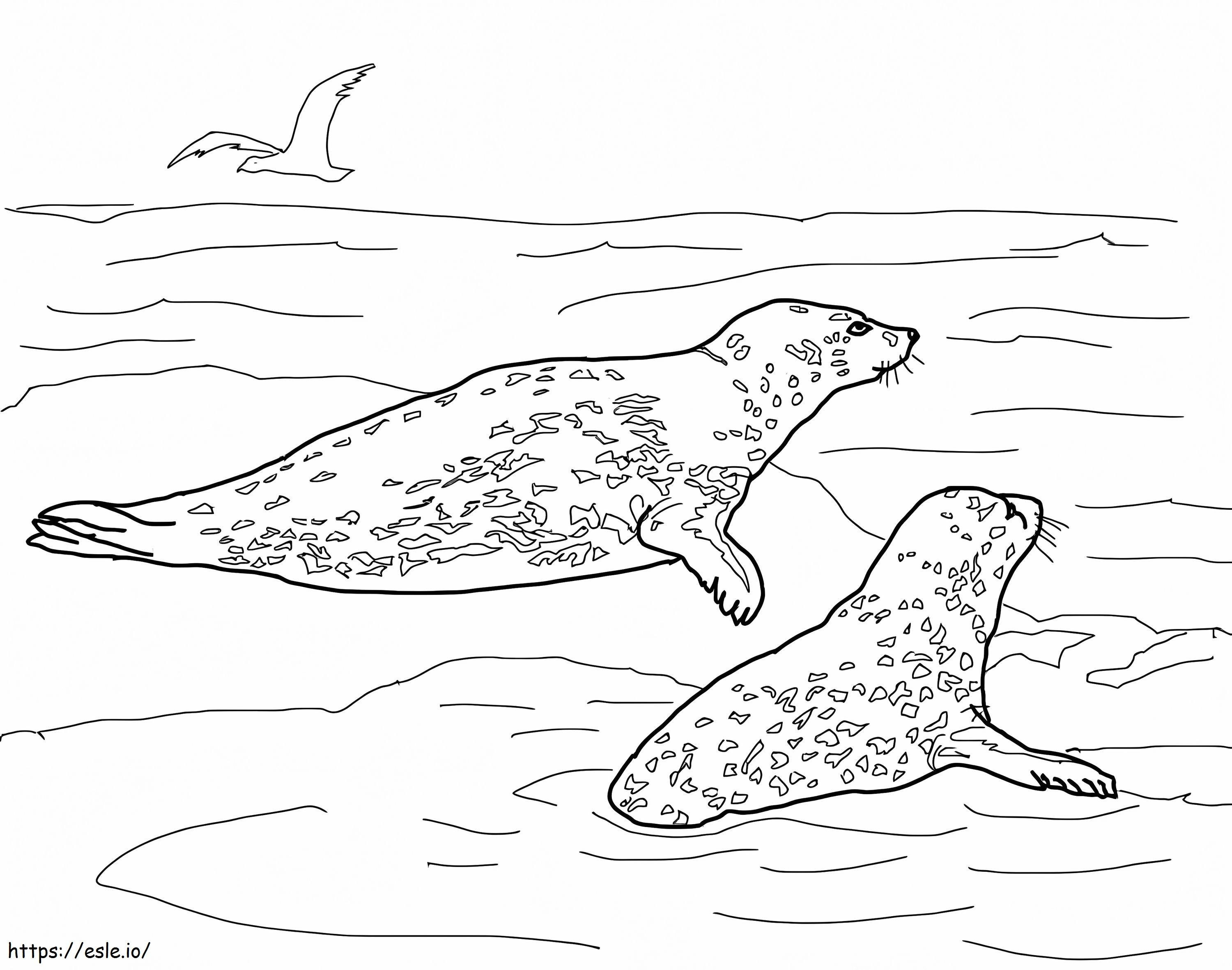 foci leopard de colorat
