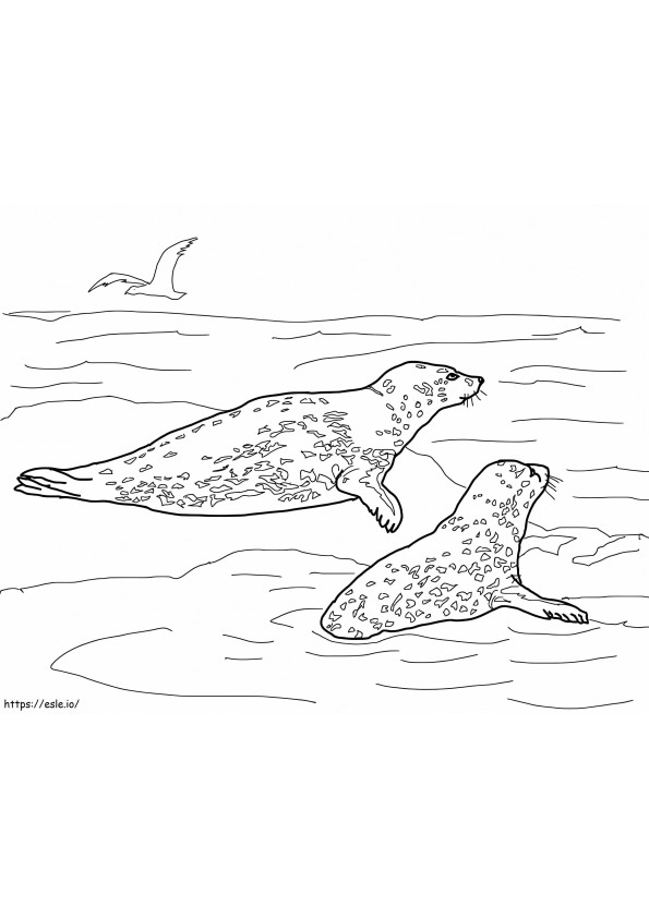 Coloriage Phoques léopards à imprimer dessin