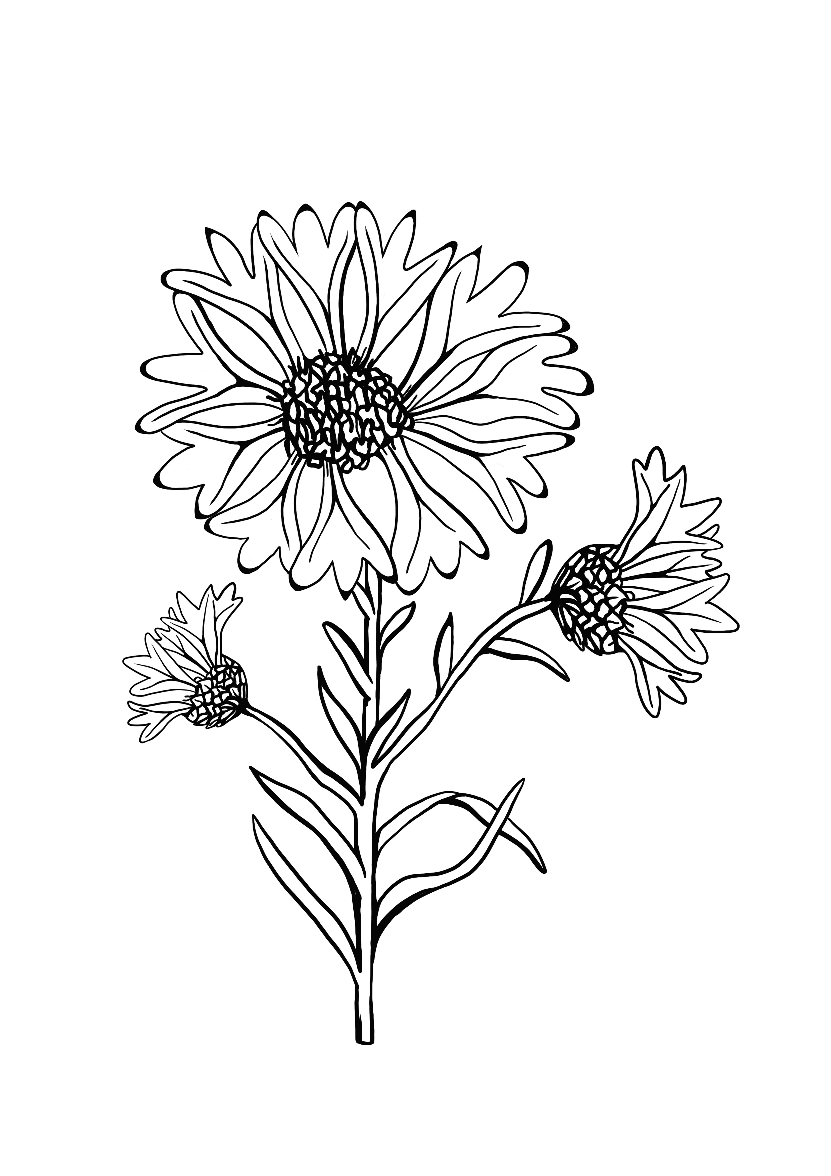 Cornflower coloring and printing image
