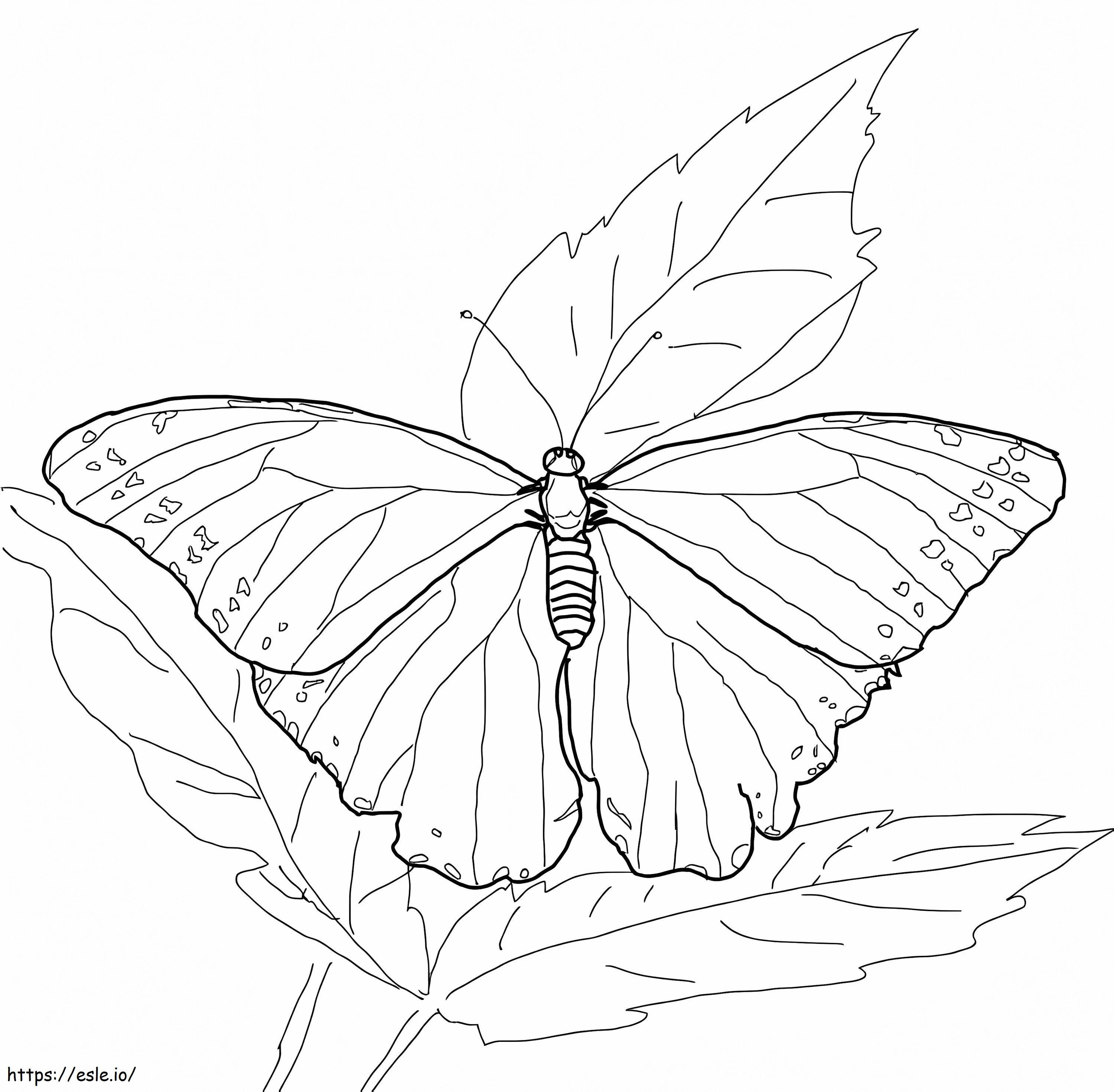 Coloriage Papillon Morpho bleu à imprimer dessin