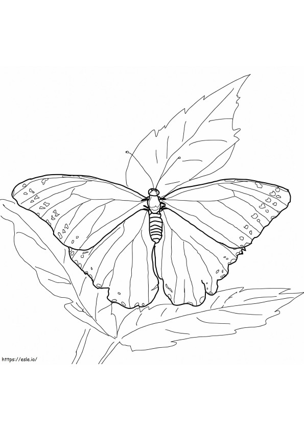 Blauwe Morpho-vlinder kleurplaat