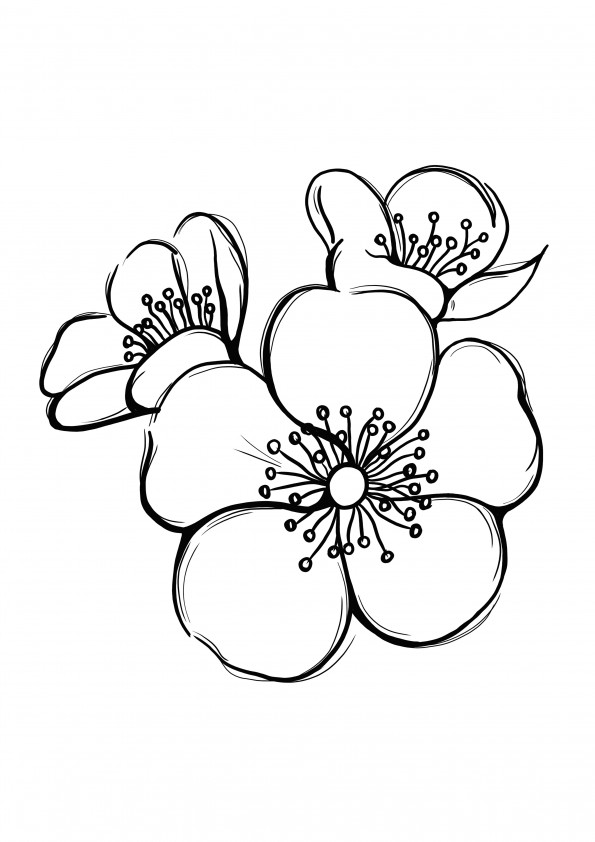 Flor de sakura en color flor e impresión gratis.