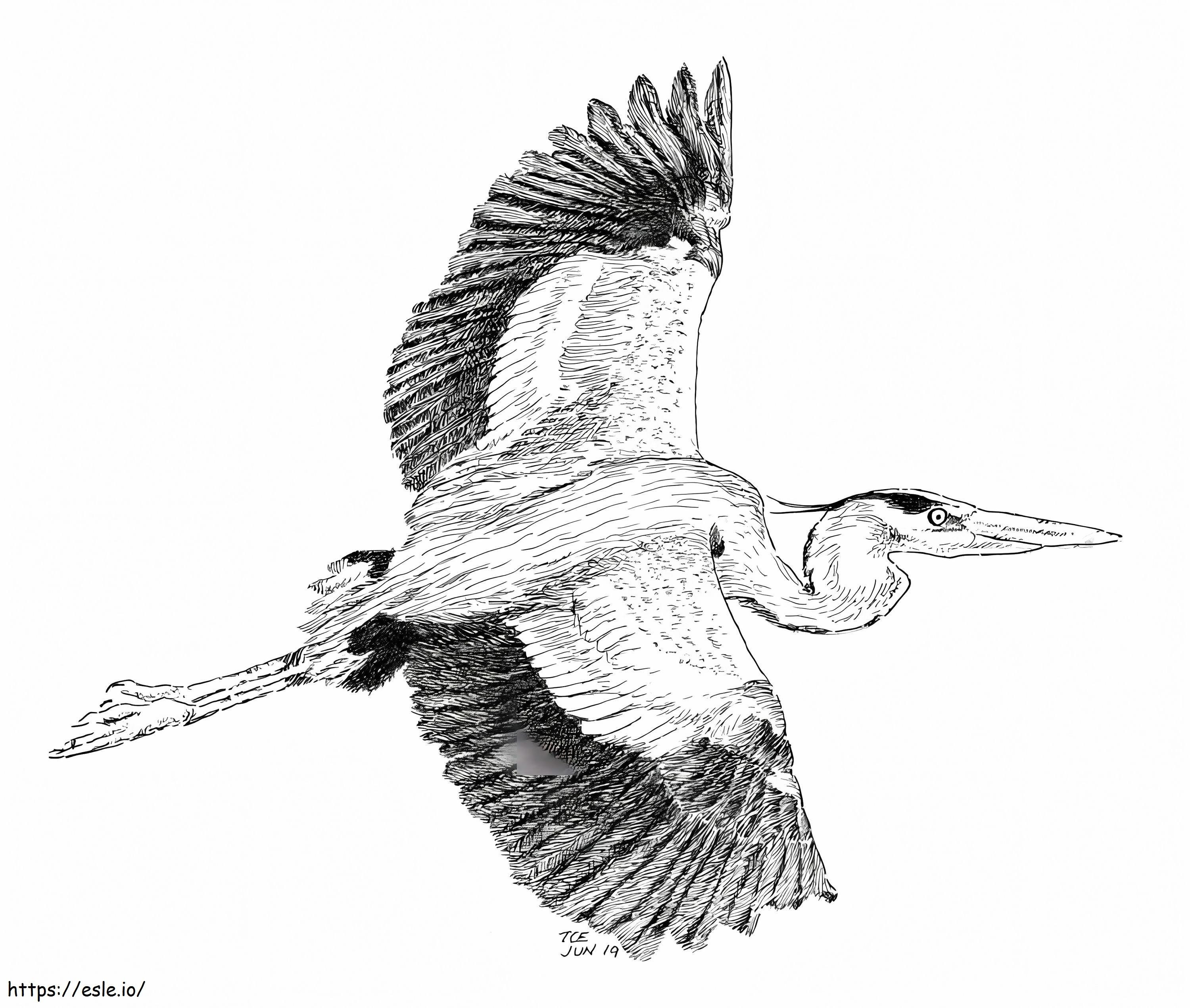 Realistic Blue Heron coloring page