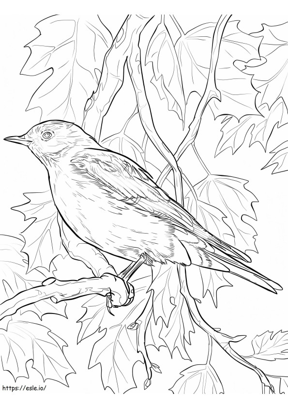 Bluebird da montanha para colorir