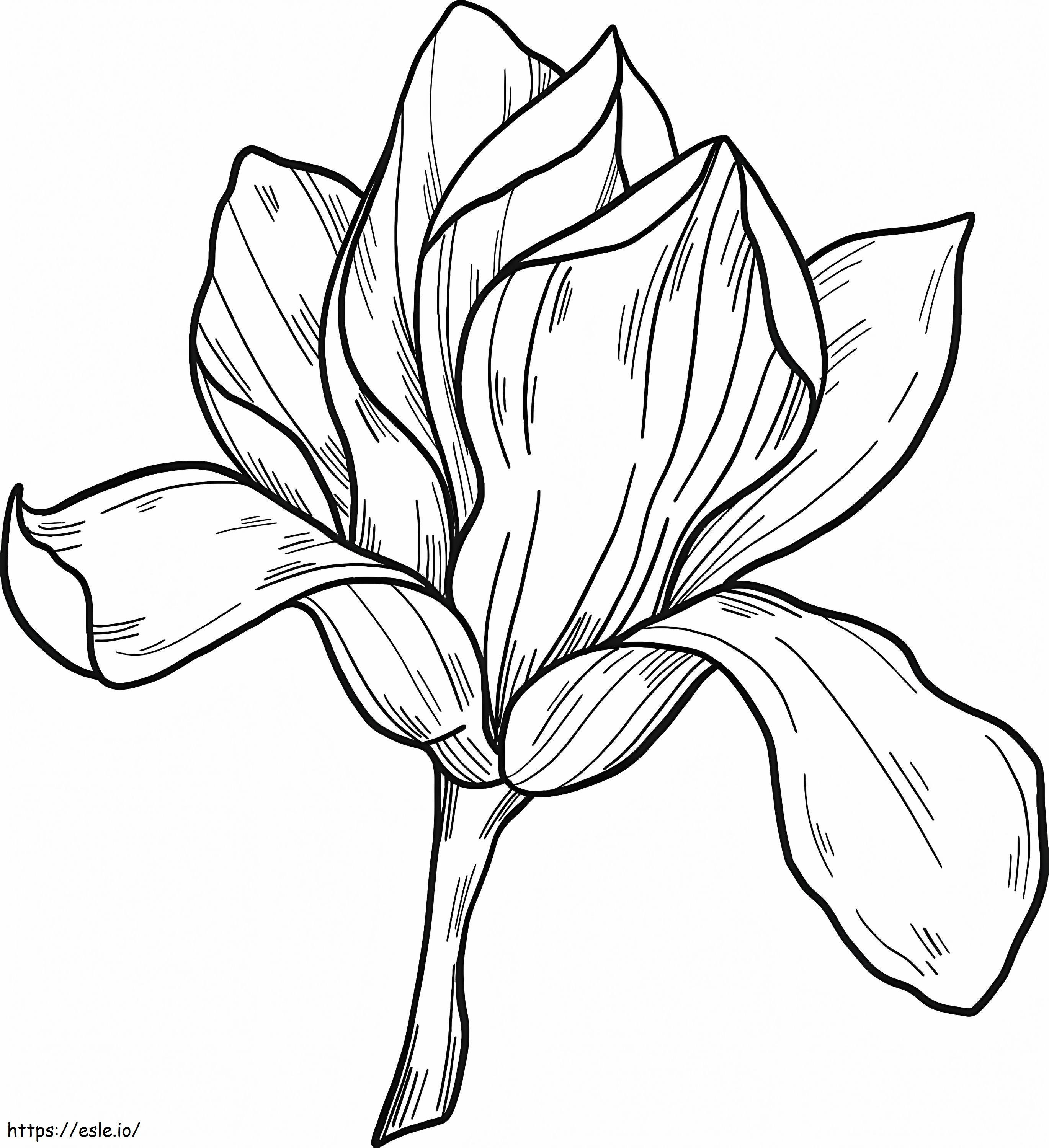 Floarea de magnolie 9 de colorat