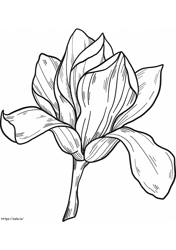 Flor de magnolia 9 para colorear
