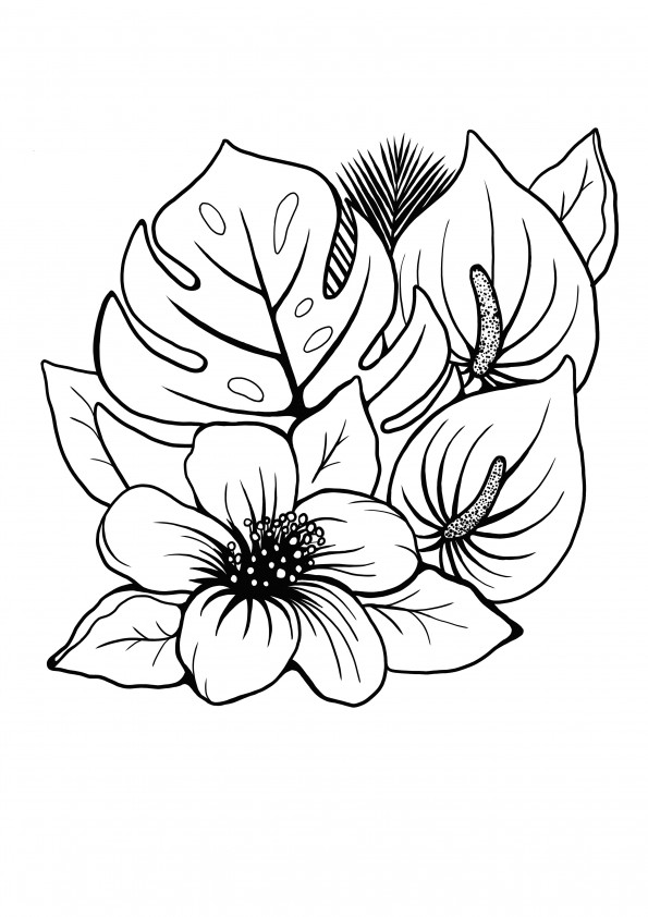 Image d'hibiscus à colorier gratuit imprimable