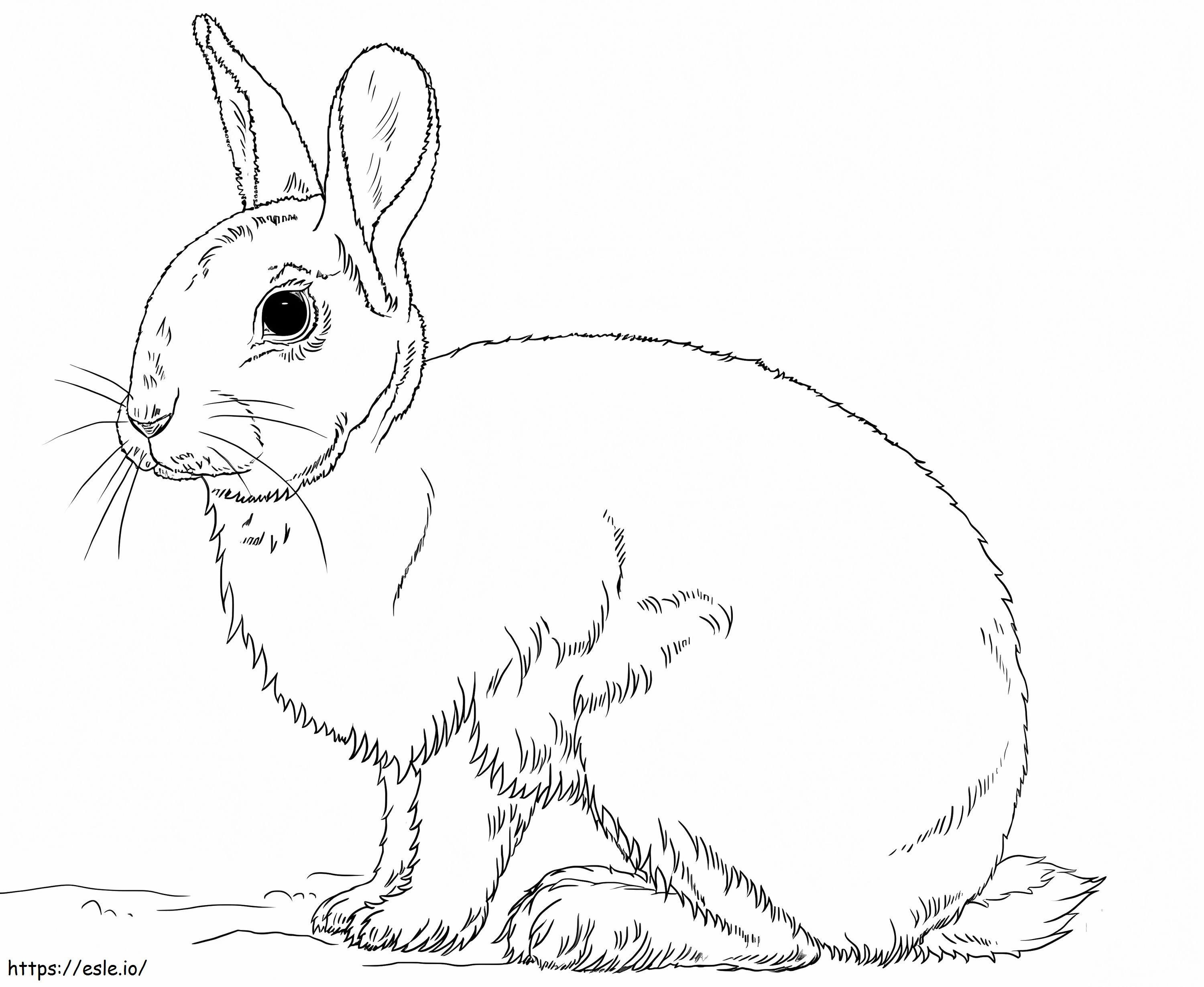 Pretty Rabbit coloring page