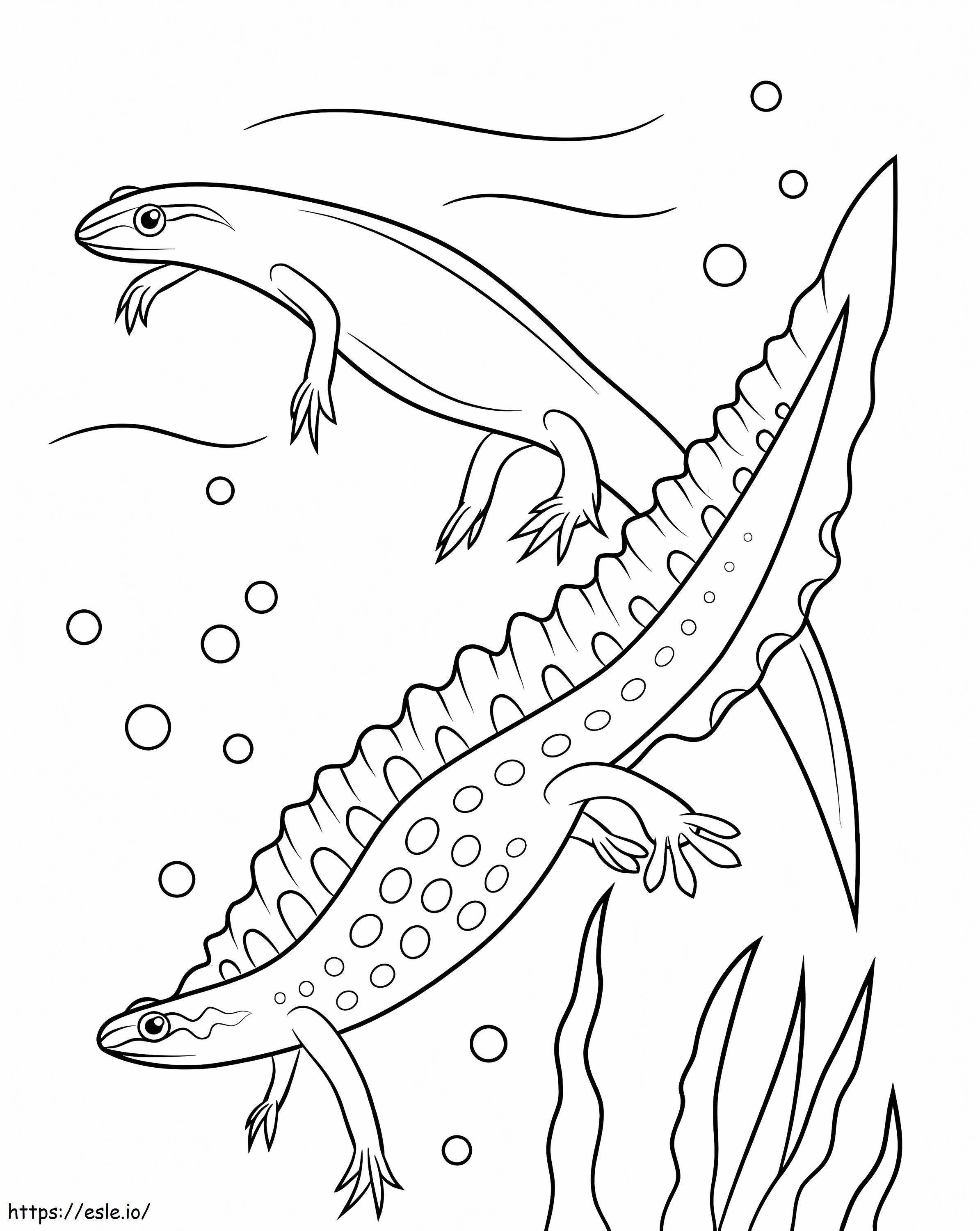 Smooth Newts coloring page