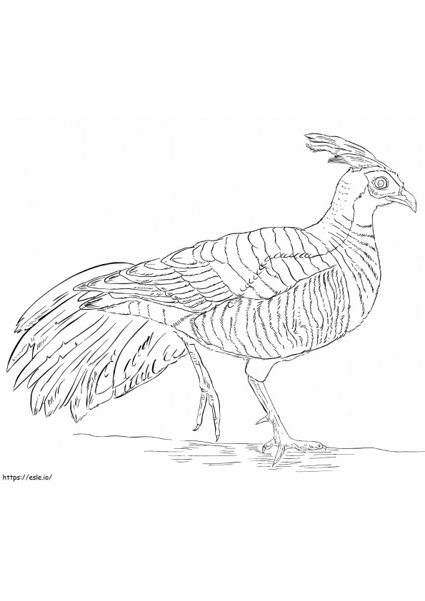 Silver Pheasant coloring page