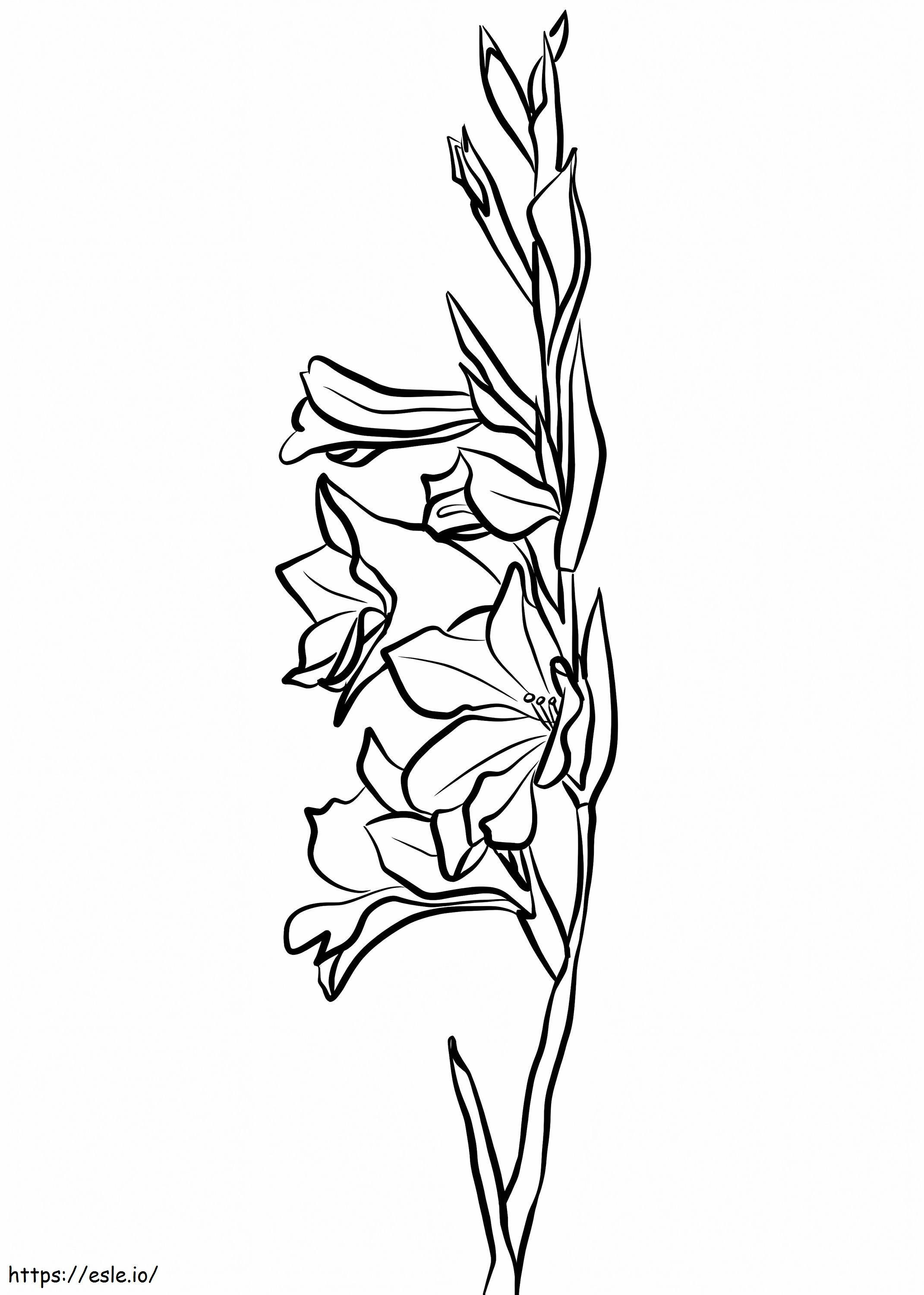 Gladiolus-kukat värityskuva