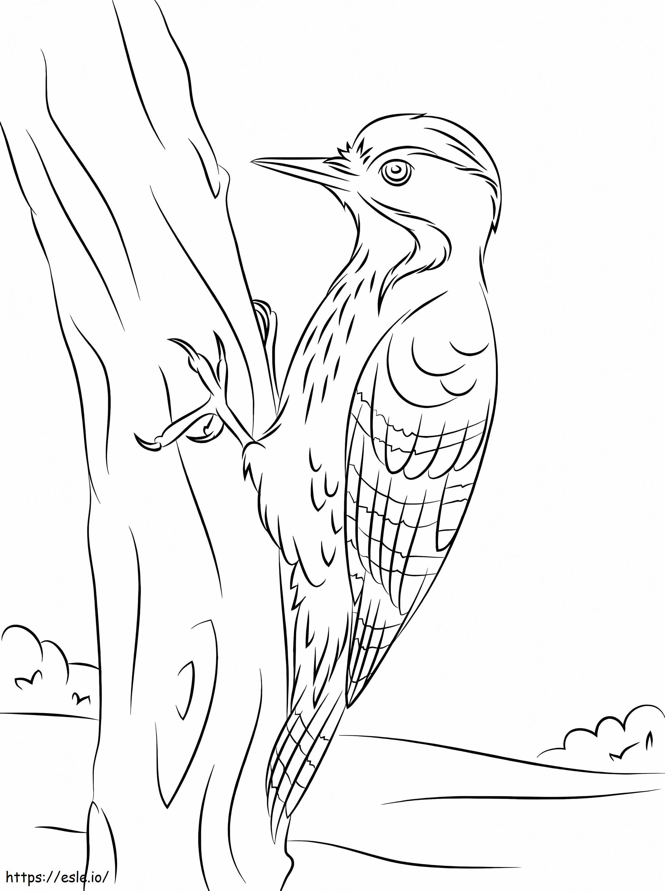Fulvous Breasted Woodpecker coloring page