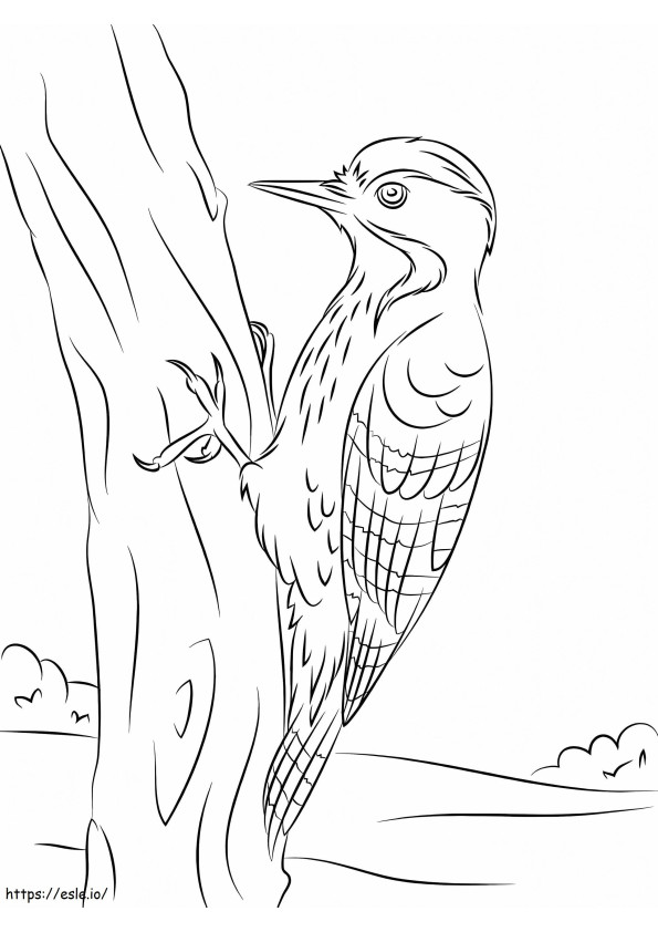 Fulvous Breasted Woodpecker coloring page