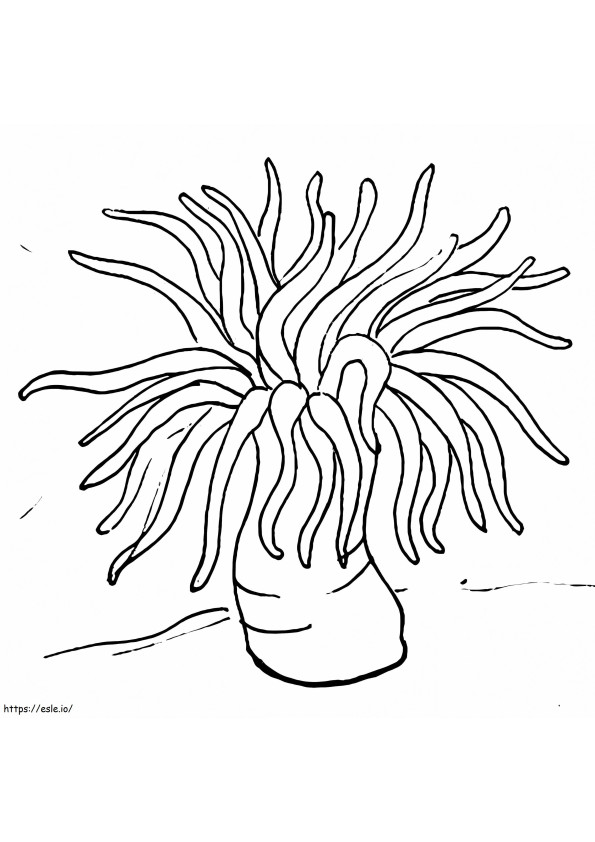 Sea Anemone 2 coloring page