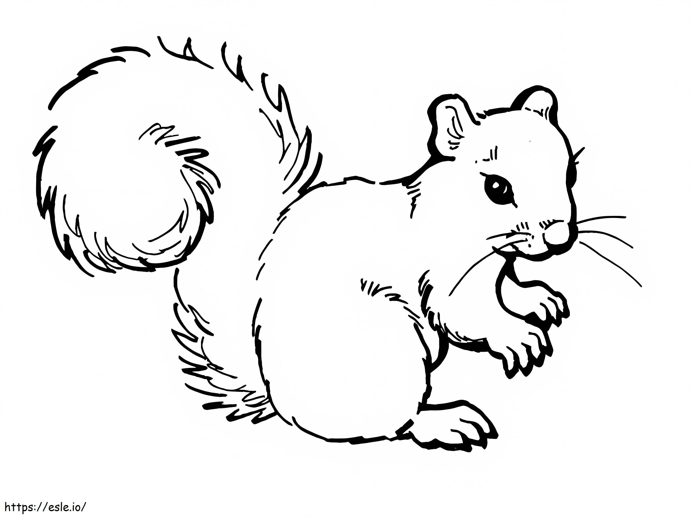 Basic Squirrel coloring page