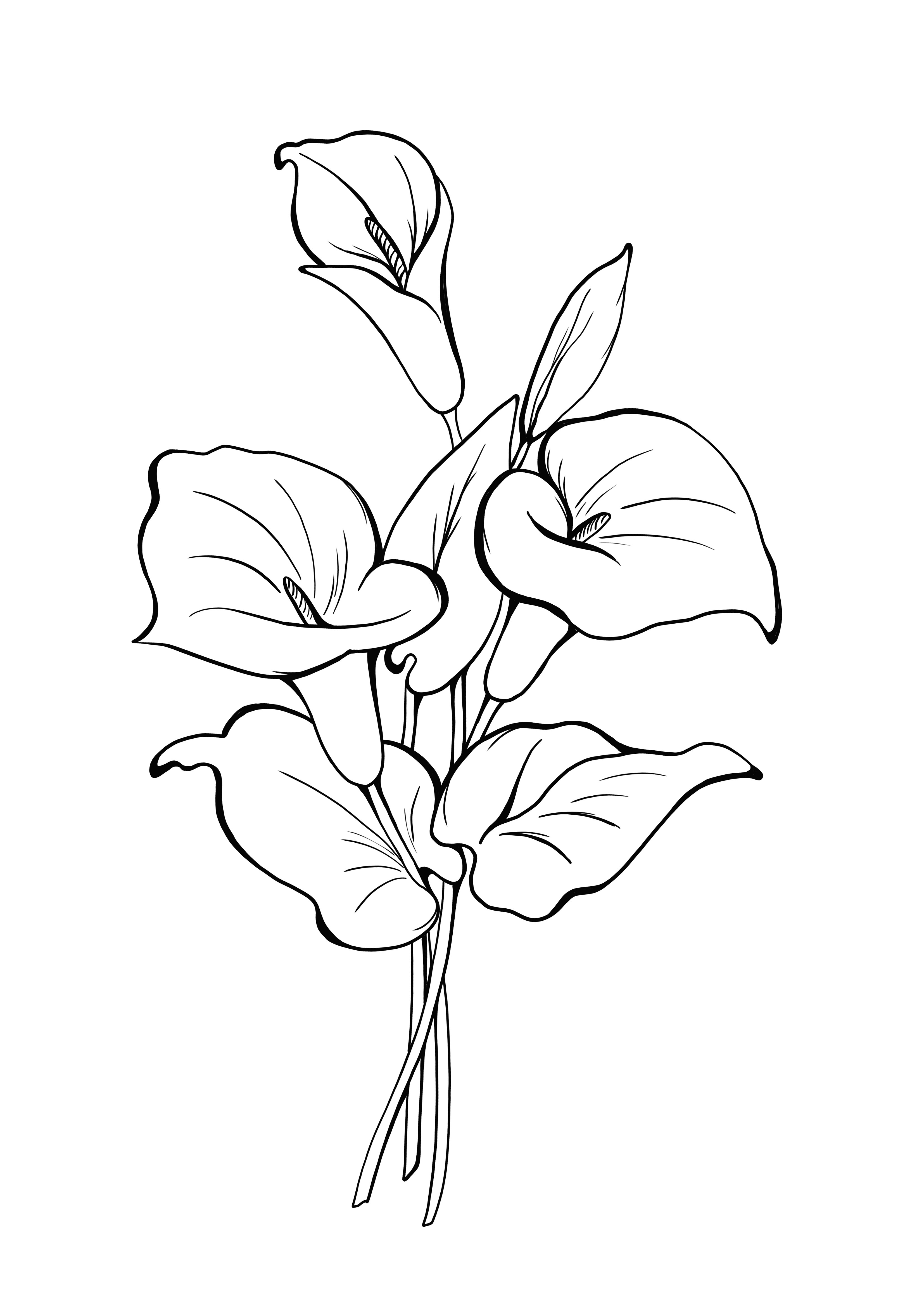 calla for free coloring page