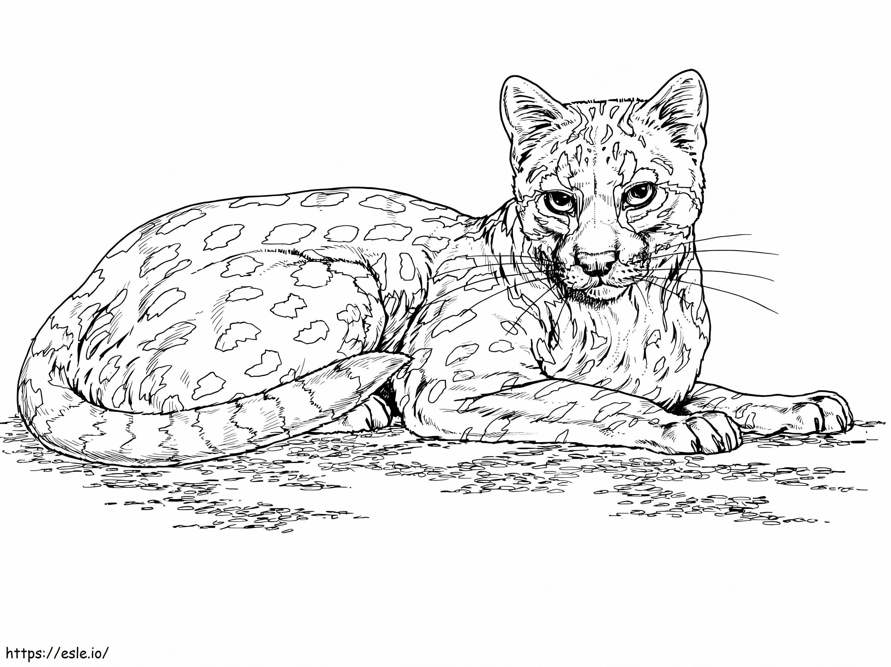 Coloriage Ocelot de chat sauvage à imprimer dessin