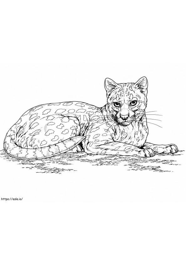 jaguatirica gato selvagem para colorir