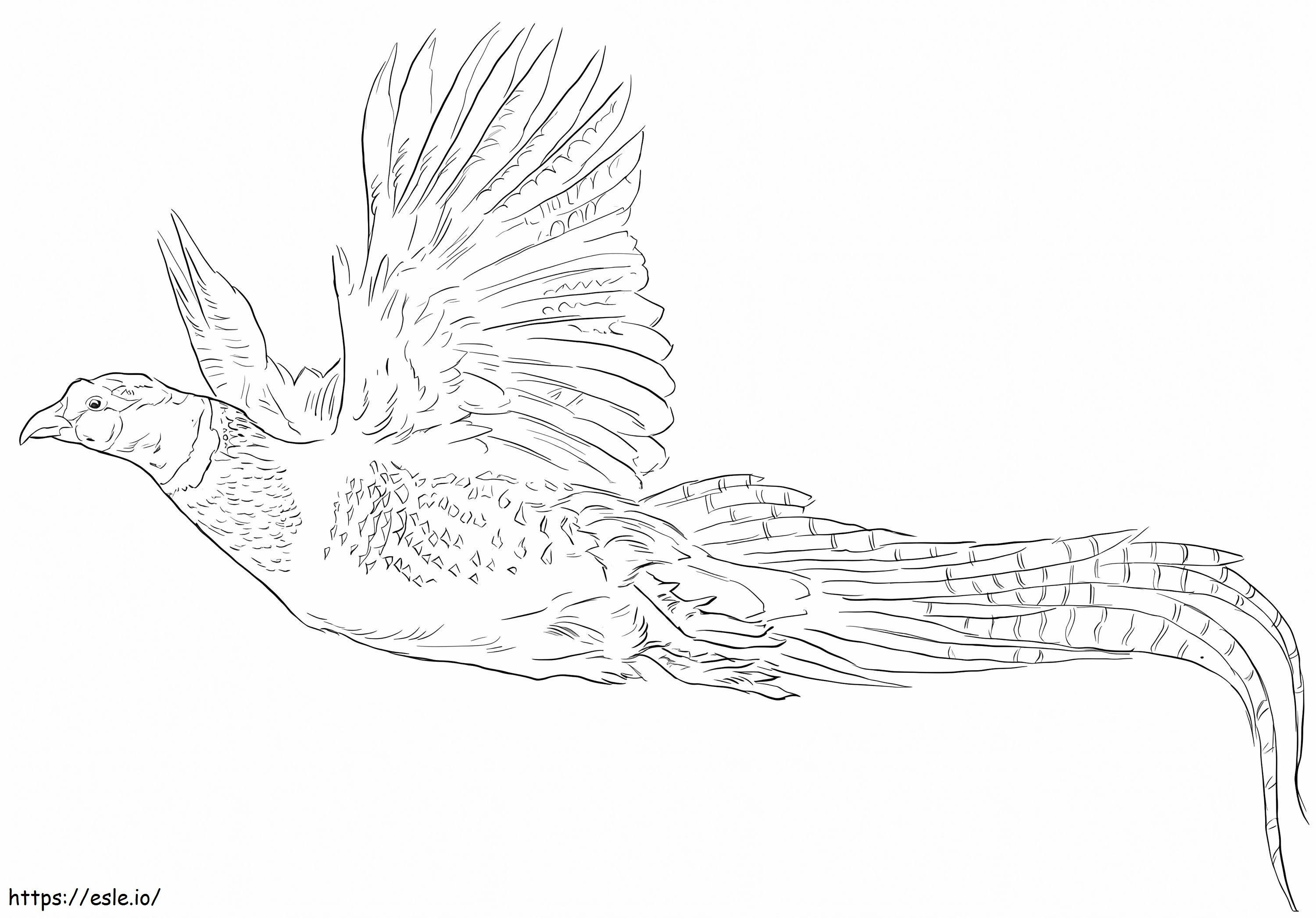 Pheasant Flying coloring page