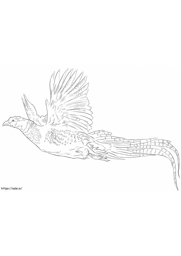 Pheasant Flying coloring page