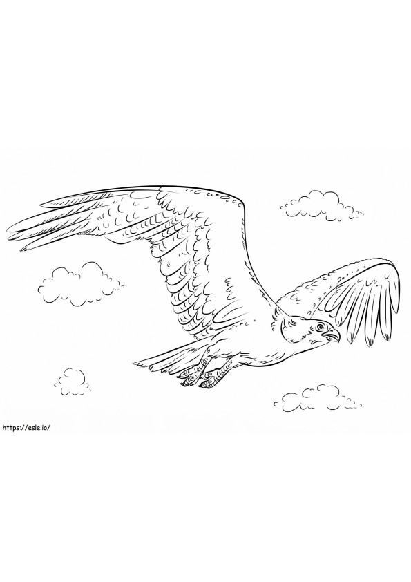 Águila pescadora voladora para colorear