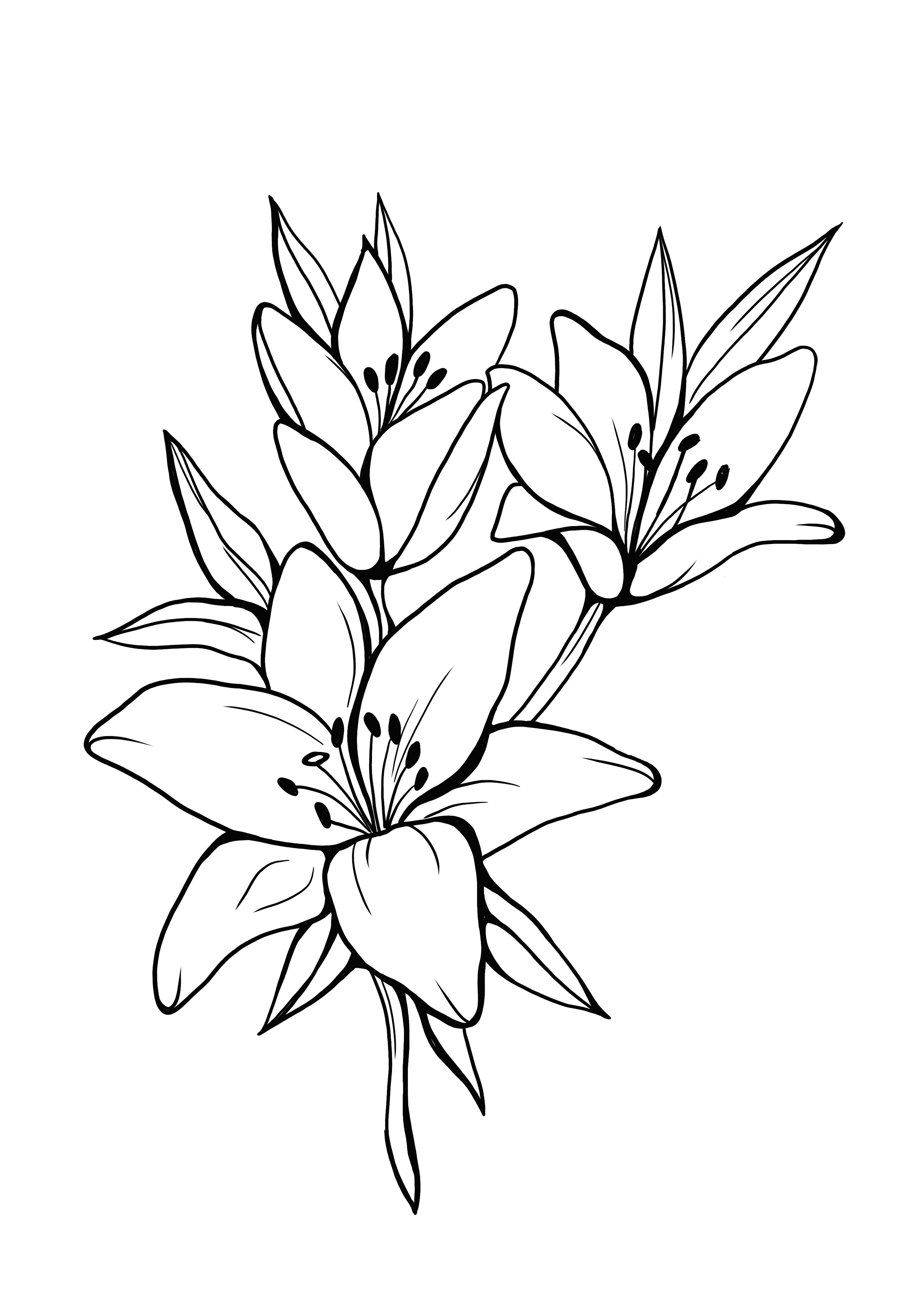 beautiful lilly coloring page