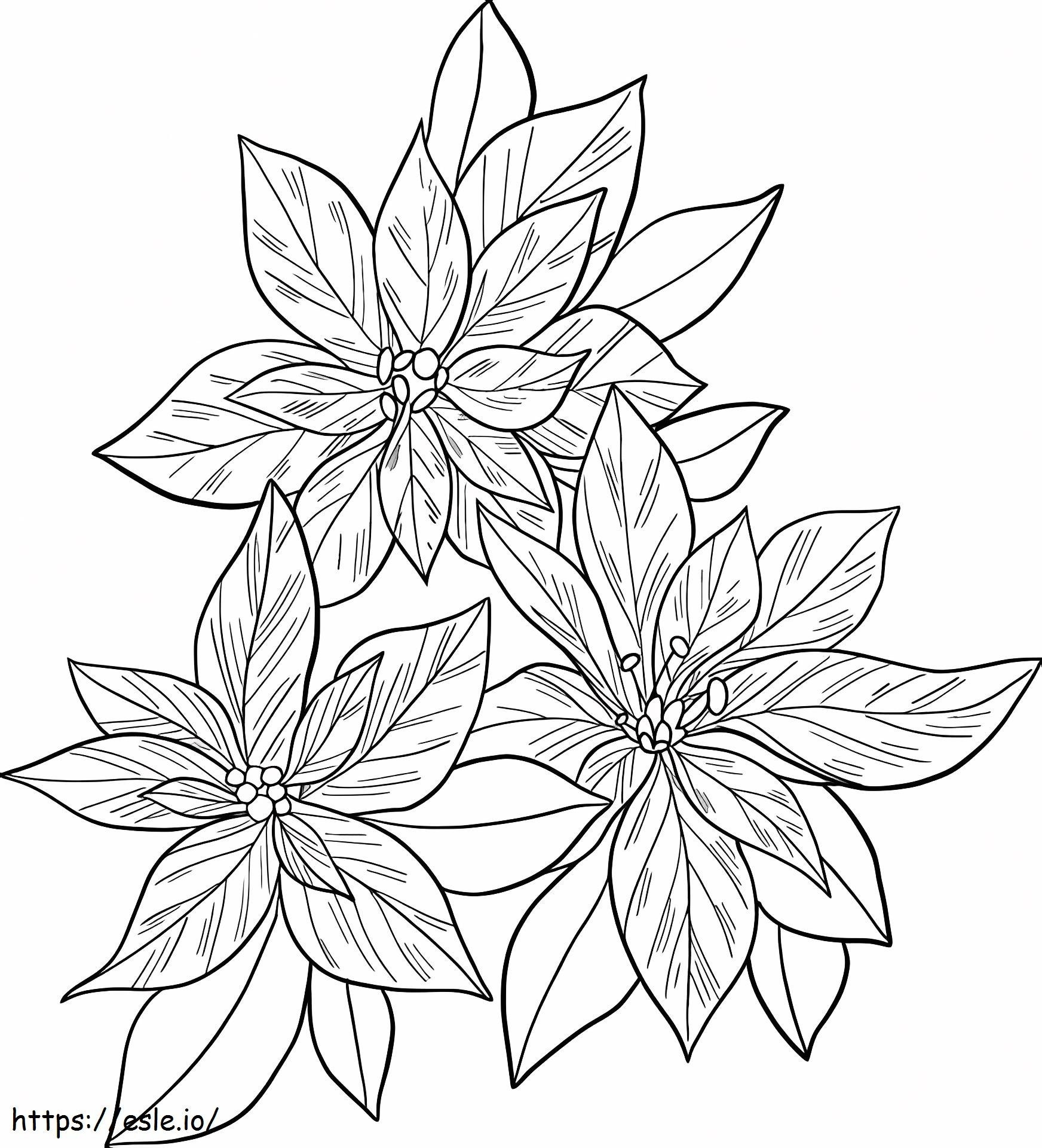 Three Hard Poinsettias coloring page