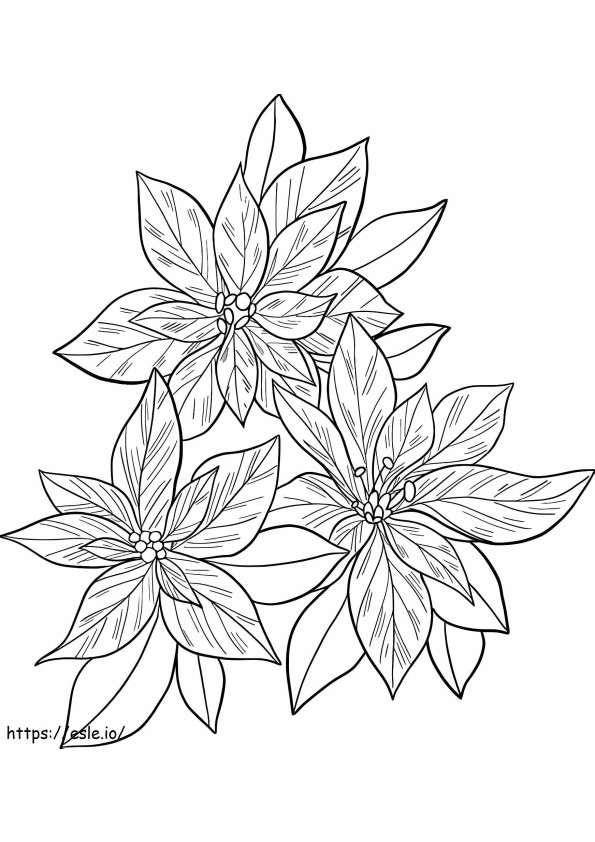 Three Hard Poinsettias coloring page