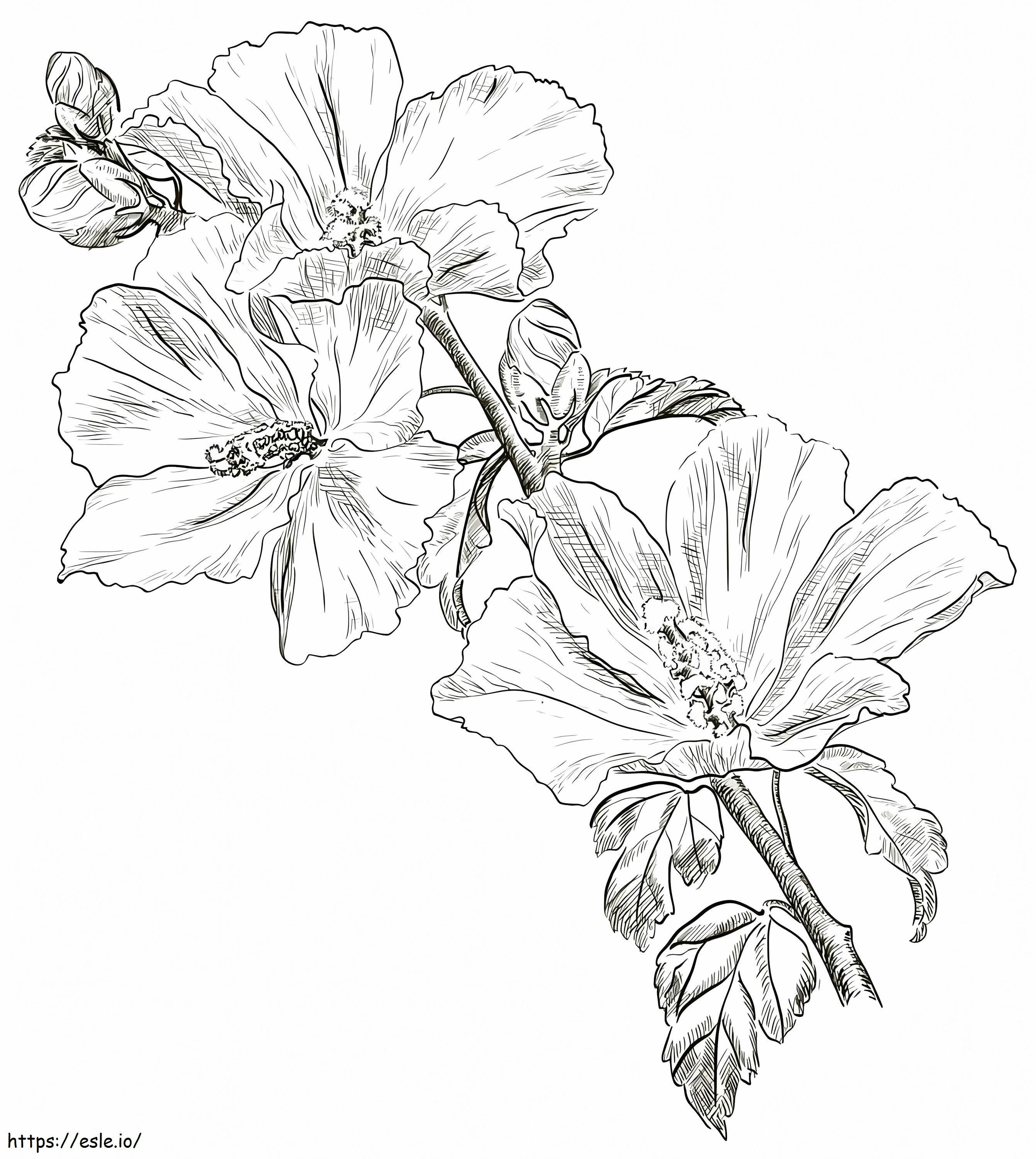 Flor de hibisco 8 para colorir