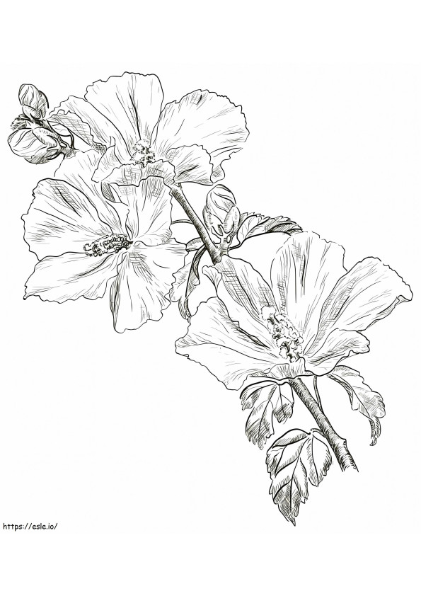 Flor de hibisco 8 para colorear