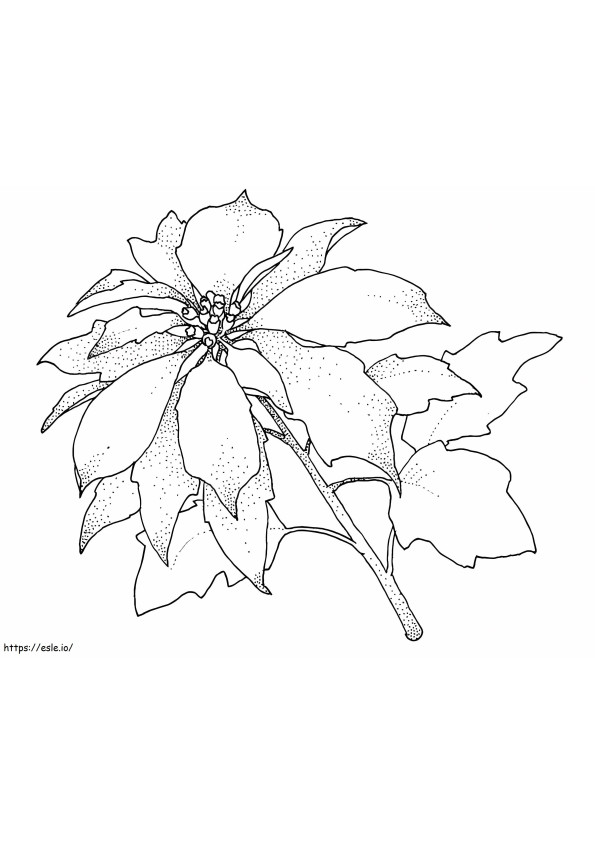 Poinsettia coloring page