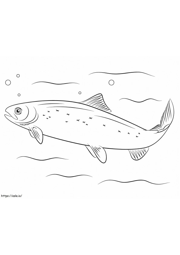 Atlantic Salmon coloring page