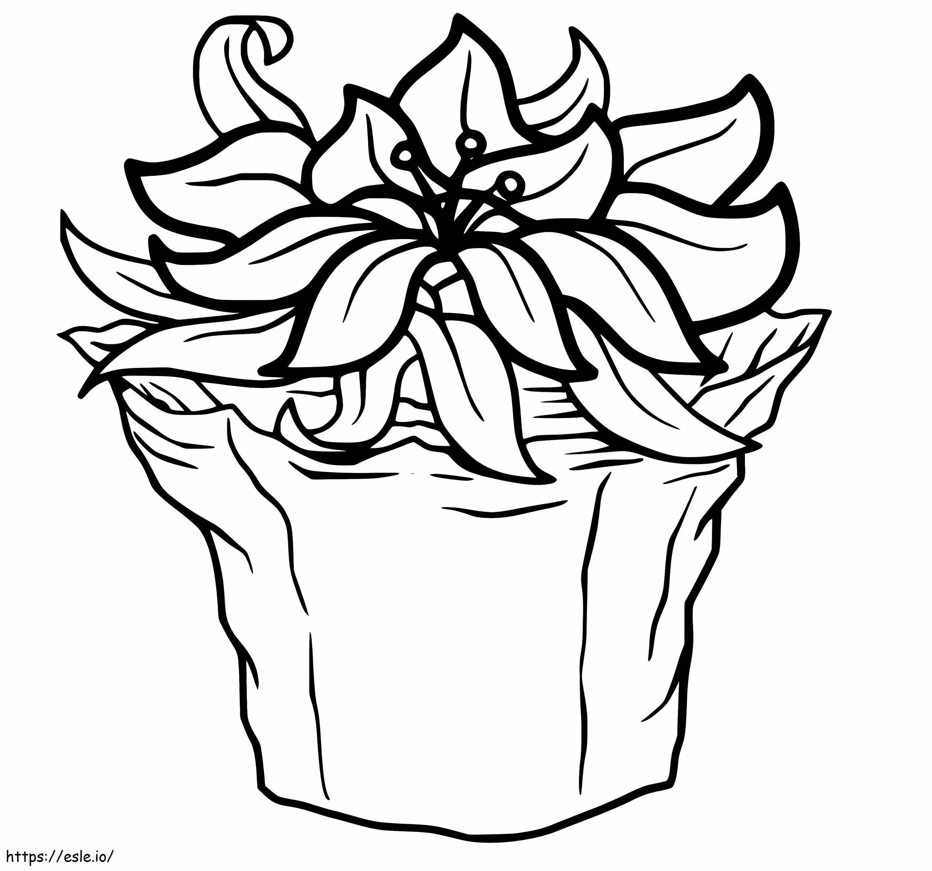 Coloriage Poinsettia pour Noël à imprimer dessin