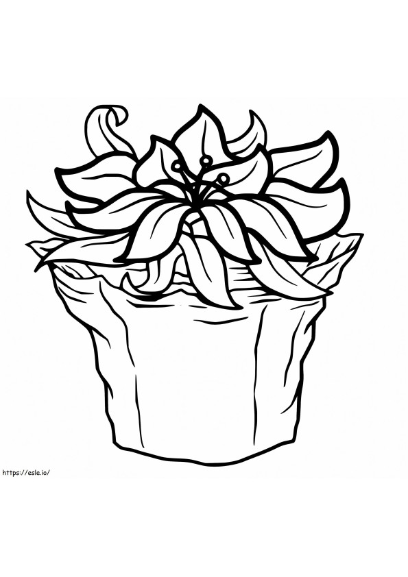 Coloriage Poinsettia pour Noël à imprimer dessin