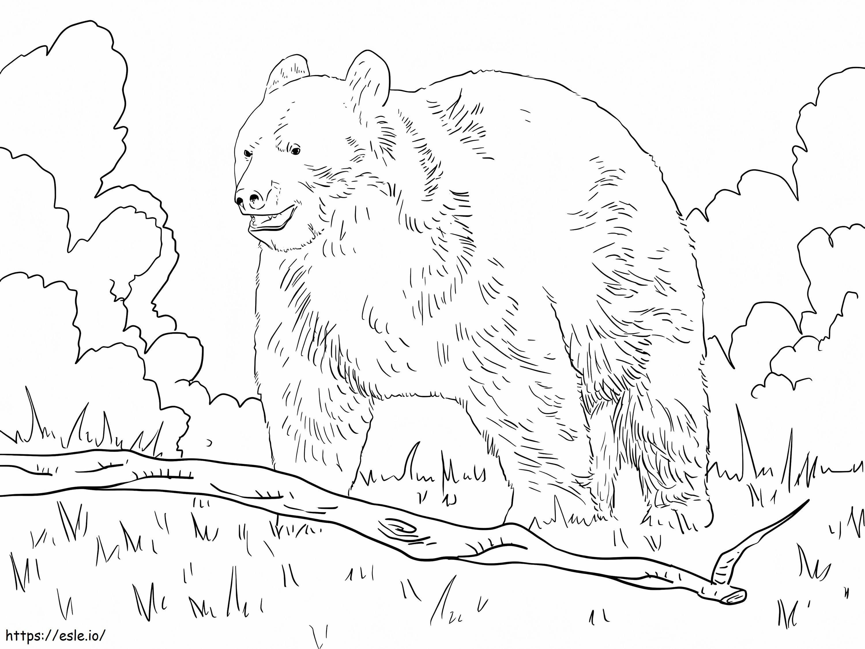 Normaali musta karhu värityskuva