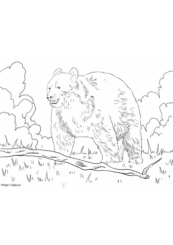 Beruang Hitam Biasa Gambar Mewarnai