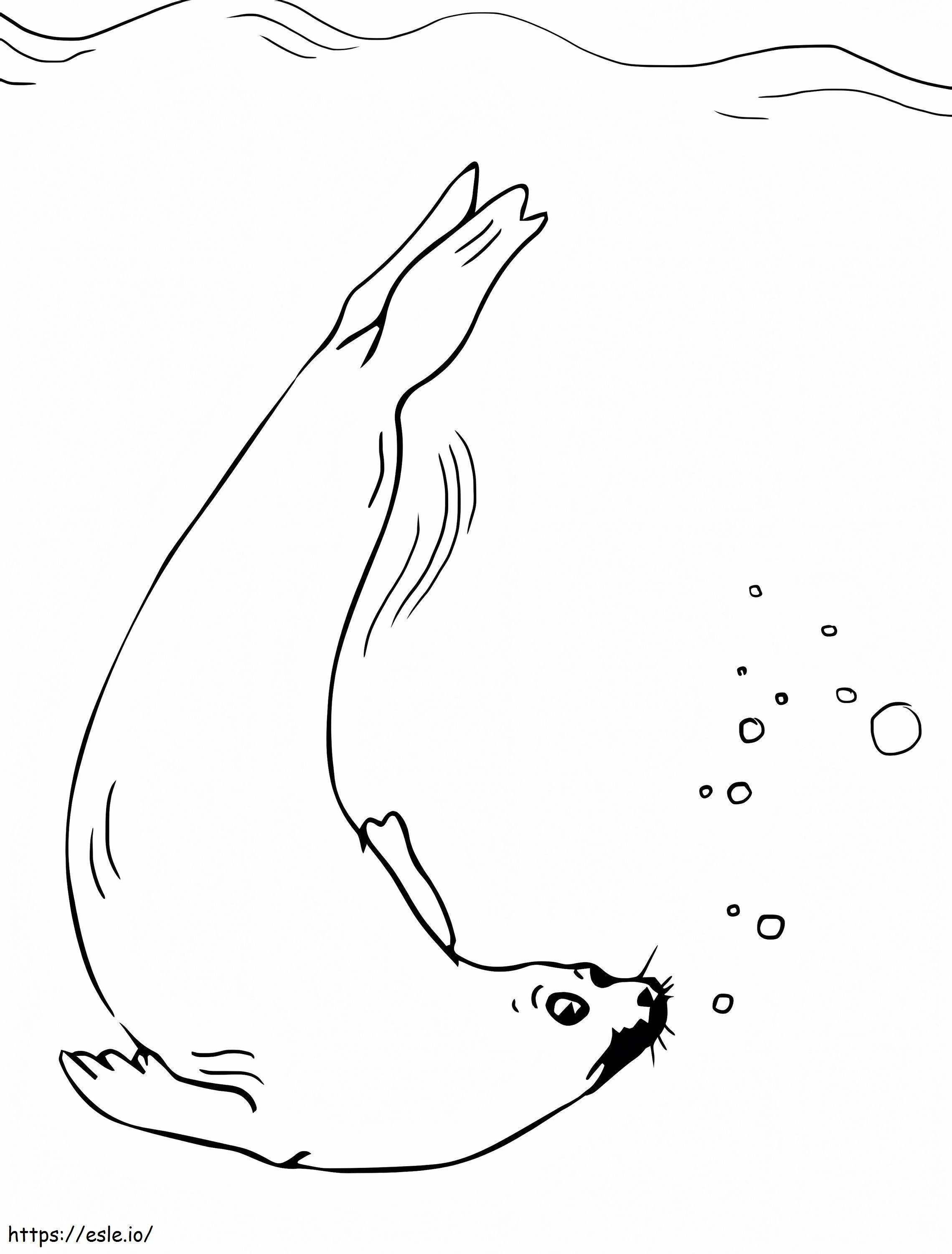 Anjing laut Gambar Mewarnai