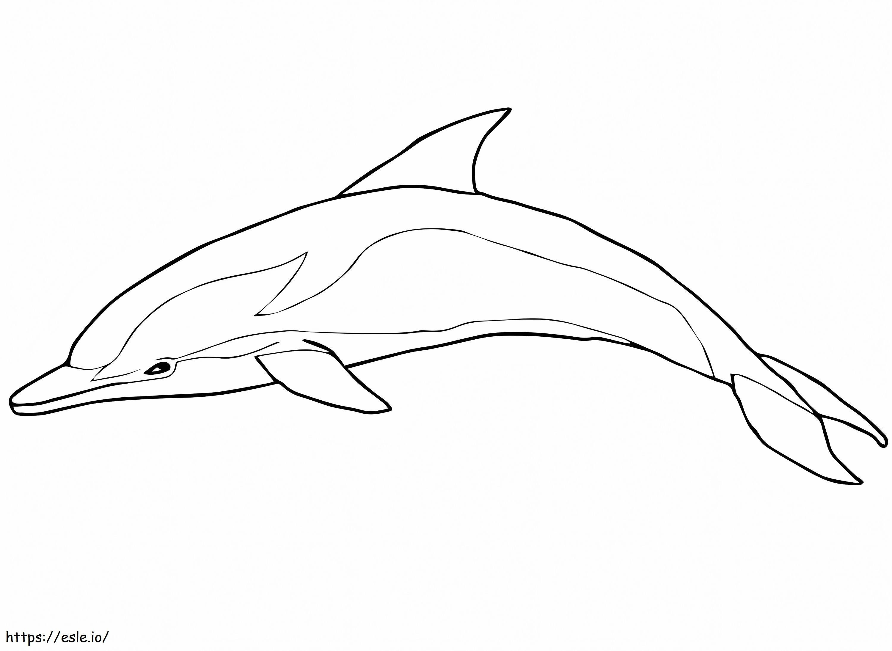 Raidallinen delfiini värityskuva