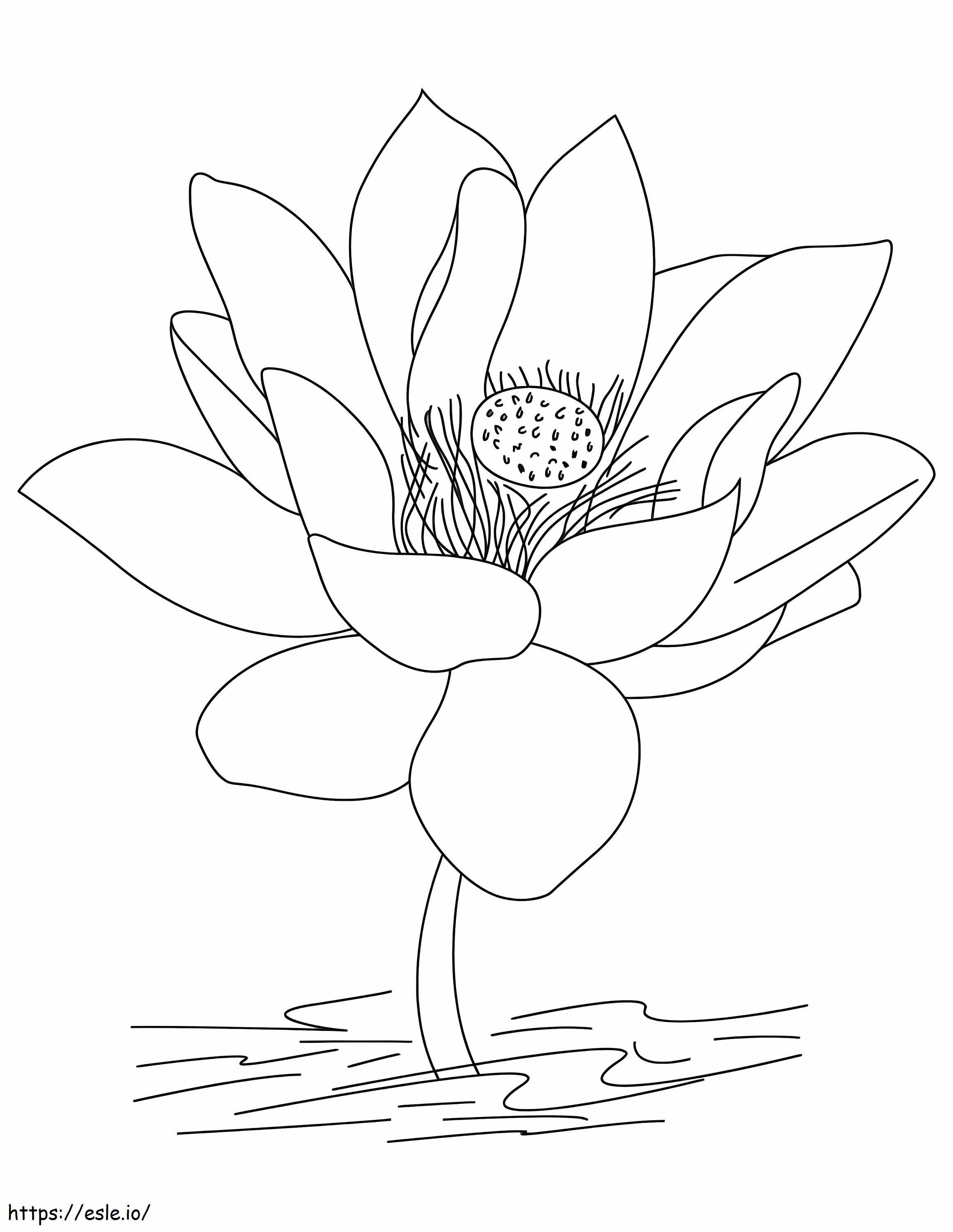 Lotus mare de colorat