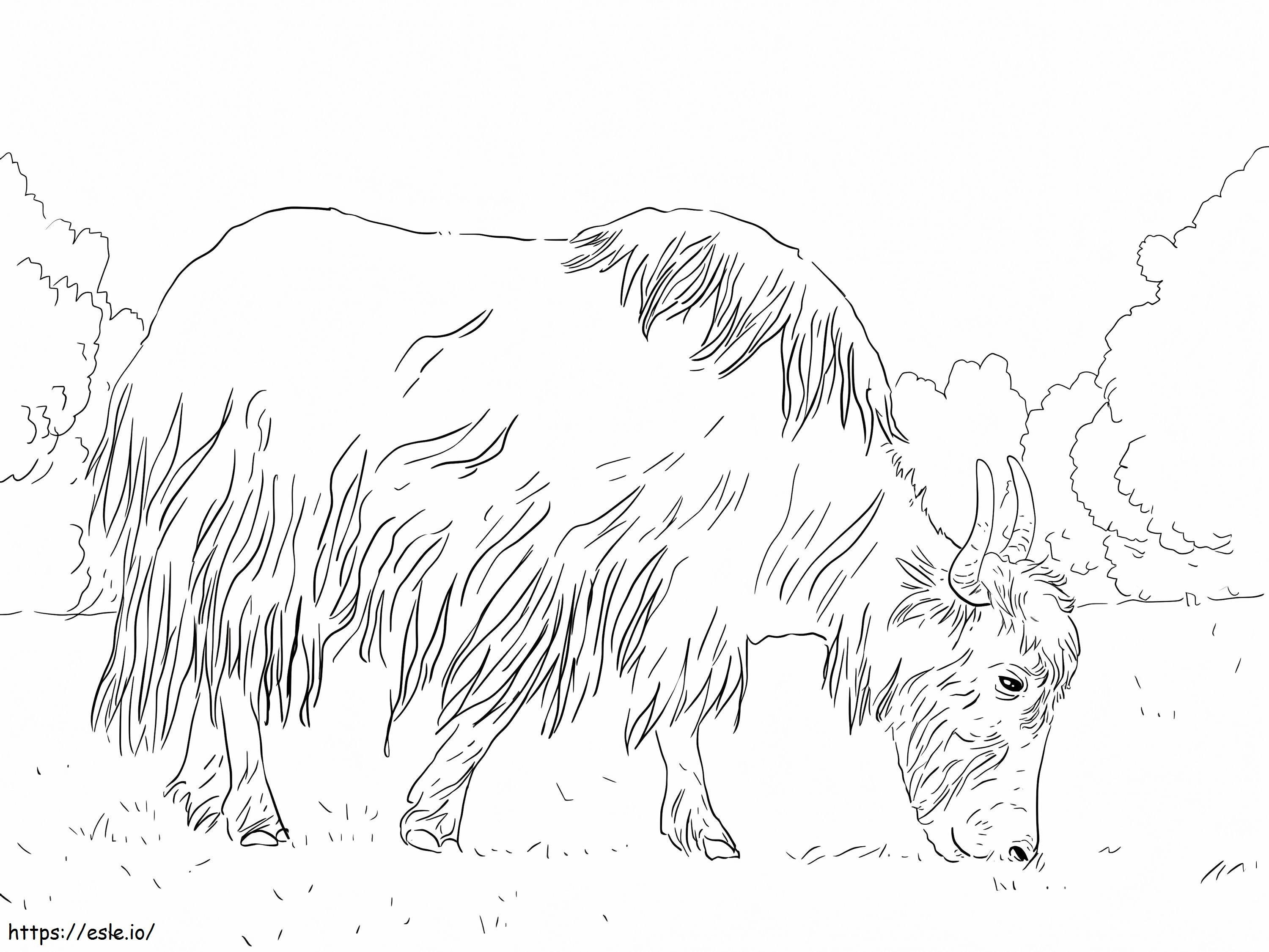 Grazing Yak coloring page