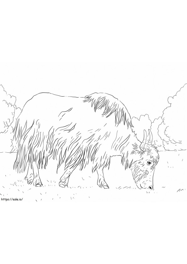 Grazing Yak coloring page