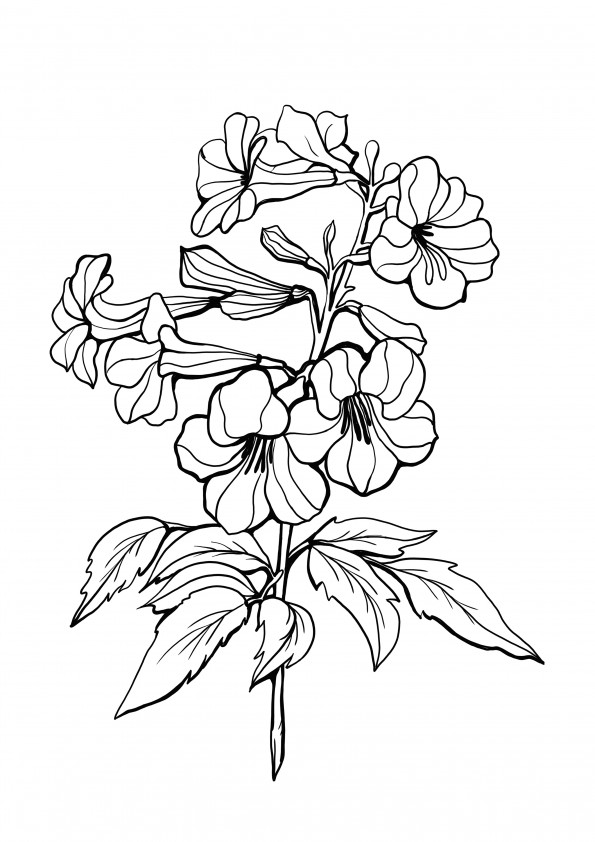 Unbekannte exotische Vireya-Blume zum Ausmalen und Drucken