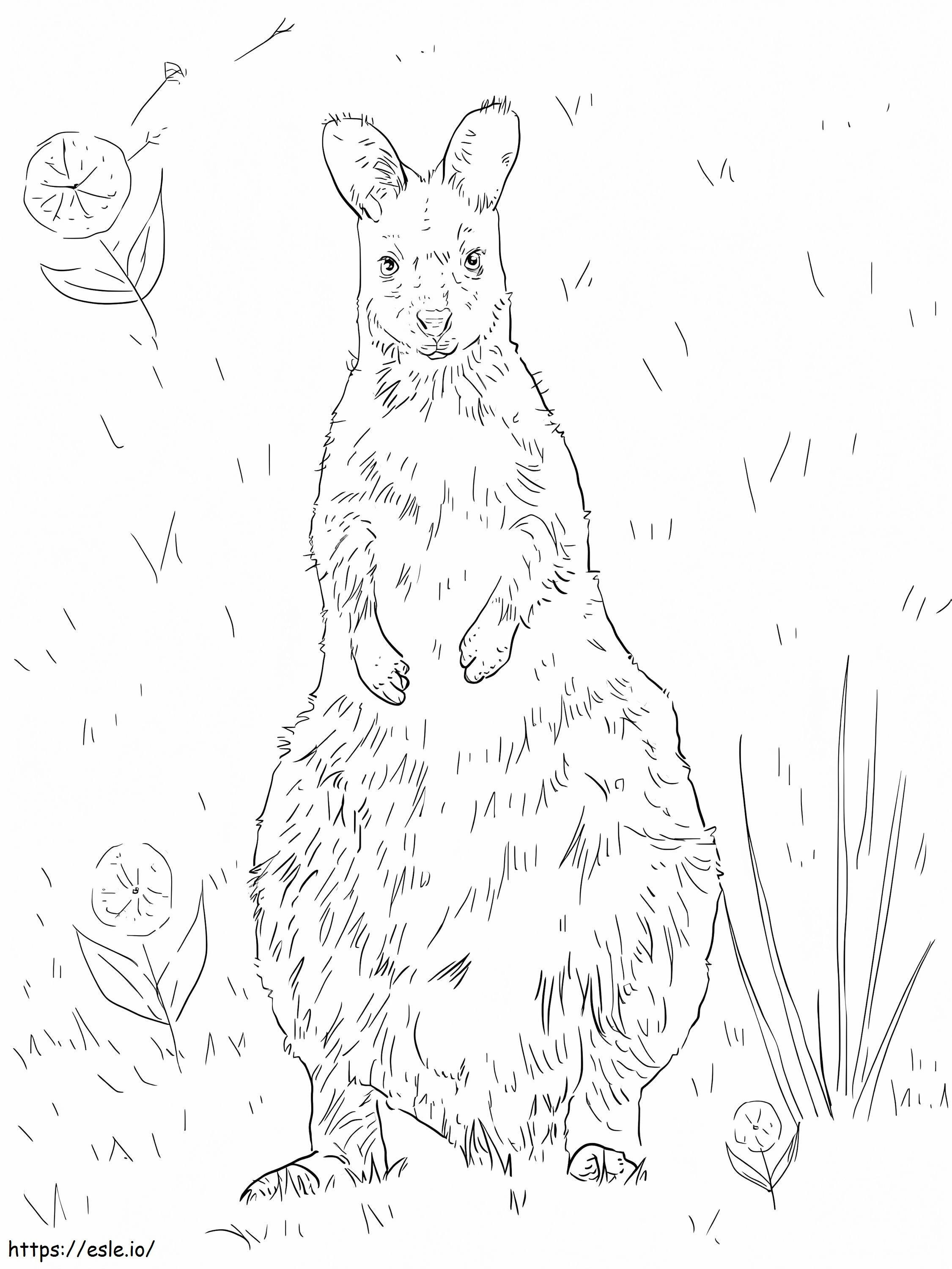 Wallaby de pescoço vermelho para colorir