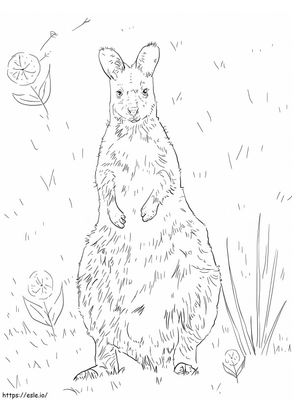 Coloriage Wallaby à cou rouge à imprimer dessin