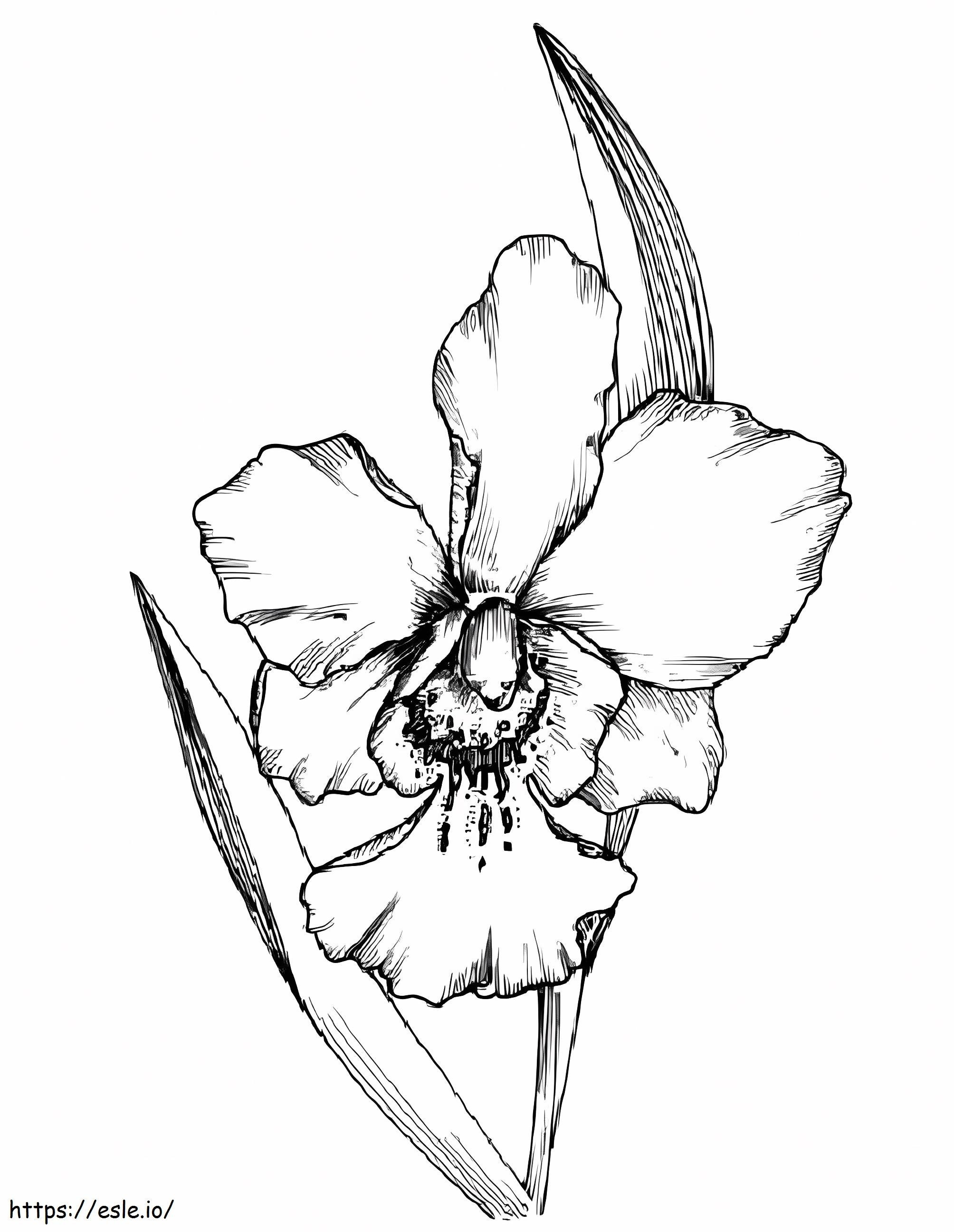 Realistinen orkidea värityskuva